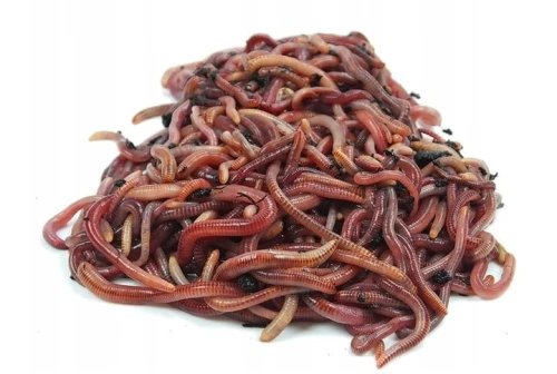 Dzdzownice-kalifornijskie-dendrobena-veneta-.jpg