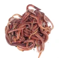 medium-dendrobaena-cu.jpg