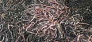 Dżdżownice trawnikowe 1kg
