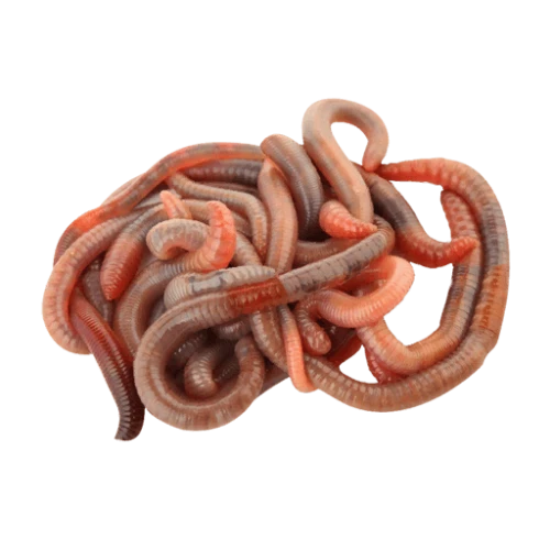 Night_Crawlers.png