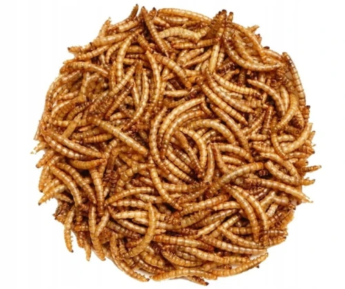 Suszone-larwy-macznika-mlynarka-10kg.jpg